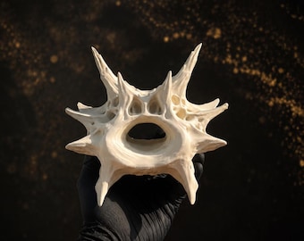 Dragon Spine Plate | Fossilised Bone Relic | Dark Gothic Decor