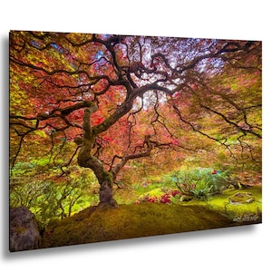 May include: A vibrant print of a Japanese maple tree in autumn. The tree's branches are a mix of red, orange, and yellow leaves. The tree is set against a backdrop of green foliage and a mossy ground.