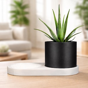May include: A modern indoor plant arrangement featuring a vibrant green aloe vera plant in a sleek black cylindrical pot. The pot sits on a white, oval-shaped tray with a textured surface. The setup is placed on a light-colored wooden table.