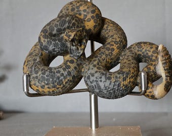 Leopard skin jasper rattlesnake