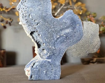 Blue coral specimen