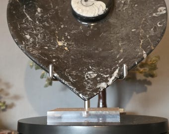 Ammnoite fossil bowl