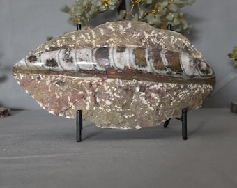 Orthocerious fossil specimen