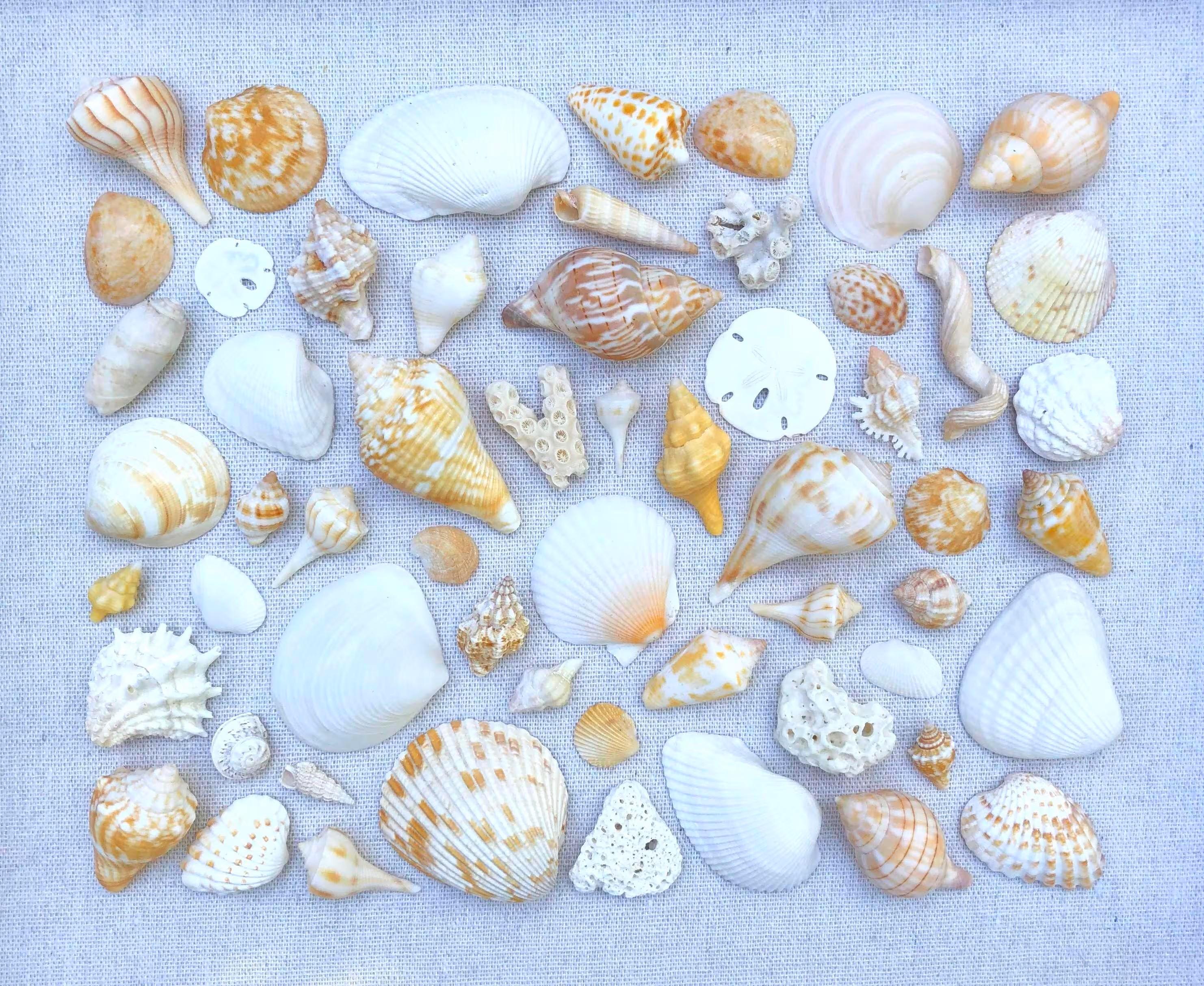 White/beige/golden Shell Mosaic-collage | Framed Seashell Wall Art ...