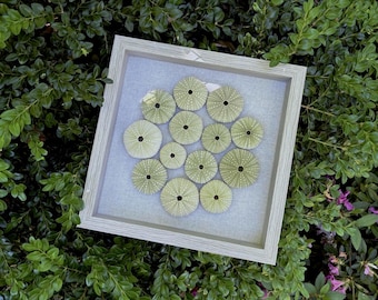 Green Sea Urchin Shell Art | 12"x12"-  Large Framed Wall Art/Seashell Beach/Coastal Decor/Accent - Natural/Ethical from No. CA Coast