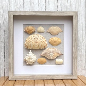 Crab Shell/Carapace Collage | 12" x 12" Wall Art - Coastal Beach Decor/Light Wood Shadowbox-Natural Ethical Crab Shells from Sanibel FL