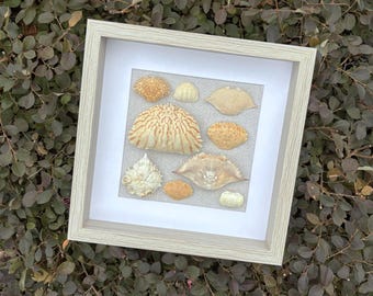 Crab Shell/Carapace Collage | 12" x 12" Wall Art - Coastal Beach Decor/Light Wood Shadowbox-Natural Ethical Crab Shells from Sanibel FL