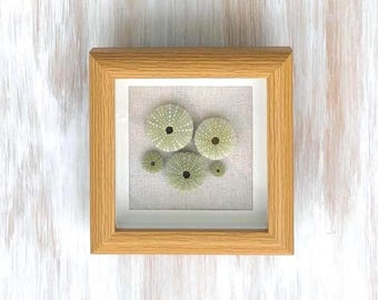 Tiny Green Sea Urchins- Coastal/Beach Tabletop/Wall Art/Decor/Accent-In 5"x5" Shadowbox Frame- Natural Sea Urchin Shells from No. CA Coast
