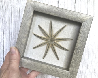 Starfish/Nine-Armed-6"x6" Framed Wall Art-Beach/Coastal Wall Decor/Accent -Natural Ethical Sea Star from Sanibel Island FL
