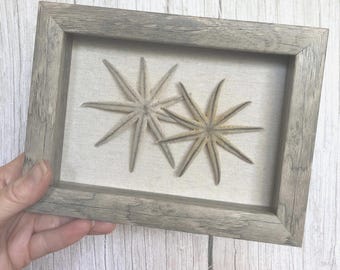 Starfish/Nine-Armed | 6"x8" Framed Wall Art- Beach/Coastal Wall Decor/Accent -Shadowbox-Natural Ethical Sea Stars from Sanibel Island FL