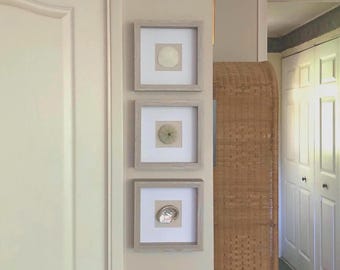 No. CA Coast | Set of 3 | Framed 9" x 9" Seashell Wall Art/Beach/Coastal Decor-Abalone Shell/Sand Dollar/Sea Urchin-Genuine/Ethical/Native