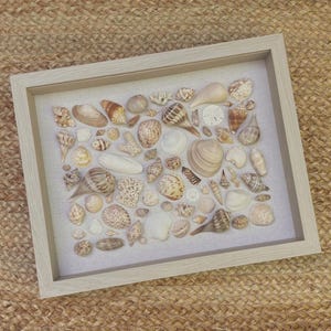 May include: A framed collection of various seashells in shades of white, tan, and brown. The shells are arranged on a light-colored background within a light wood frame. The arrangement includes different shapes and sizes of shells.