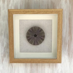 May include: A square shadow box frame with a light oak wood finish containing a single purple sea urchin shell centered on a light beige linen fabric backing. The frame features a white inner mat border surrounding the textured fabric display.