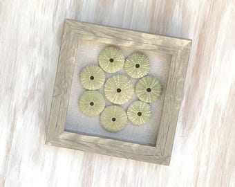 Green Sea Urchin Shells-6"x6" Framed Collage-Tabletop/Wall Art/Coastal Decor/Accent-  Seashell Art-Natural Urchin Tests - No. CA Coast