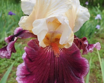 Bearded Iris Raspberry Swirl 34" Late Midseason Colorful Award Winner