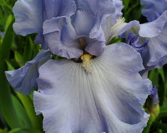 Bearded Iris Absolute Treasure 42"  Midseason Sky Blue Bloom Multiple Awards