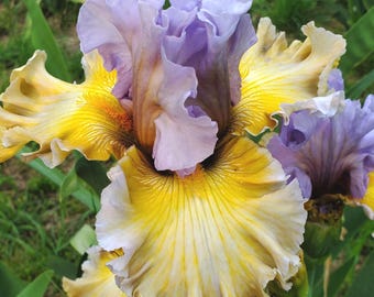 Tall Bearded Iris Collusion 40"  Early Midseason Bloom. Honorable Mention 2022