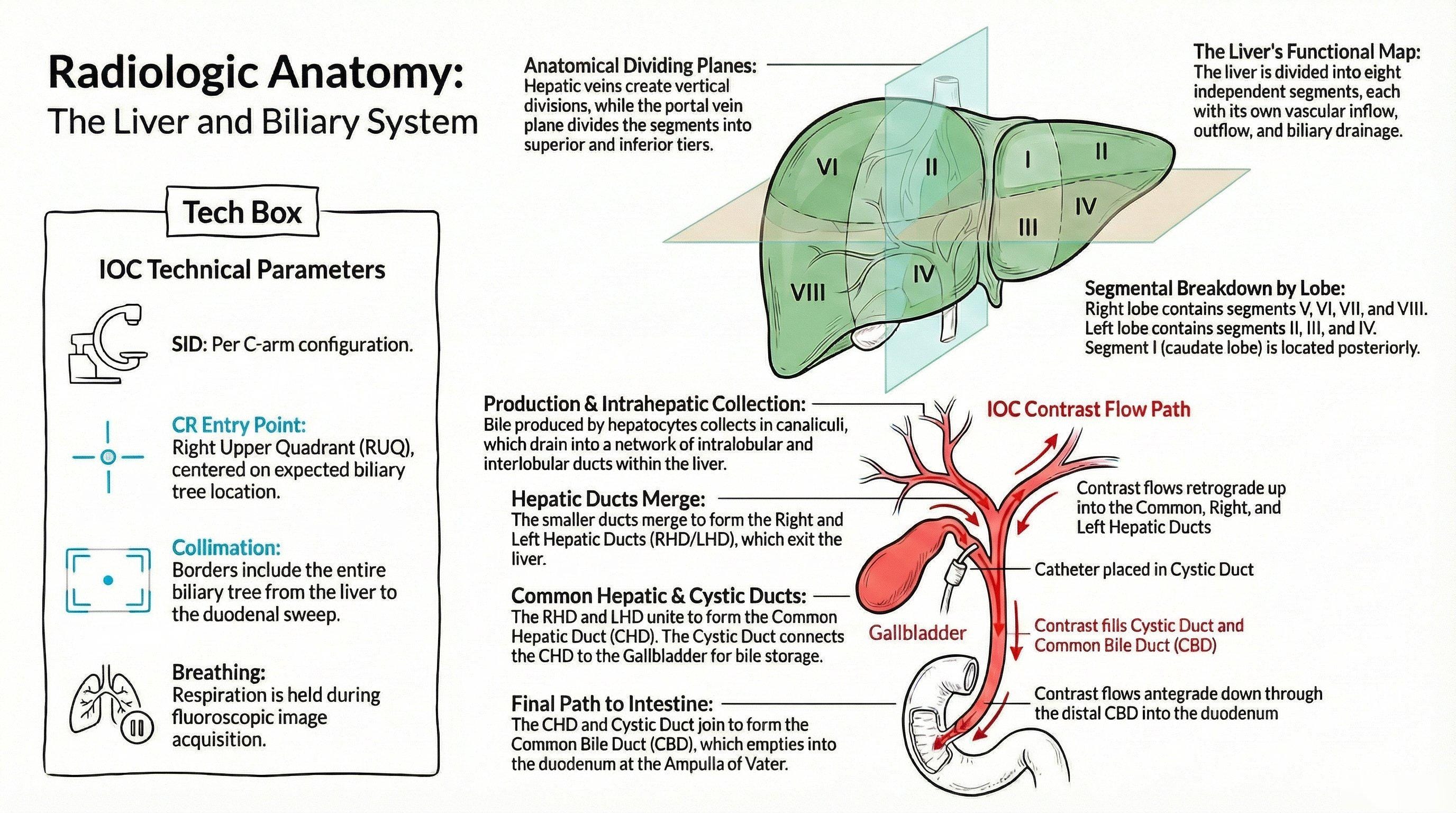 Positioning Rad Tech X-ray Positioning & Anatomy Exam Prep 2026 | Rad Tech Study Guide ...