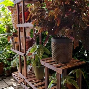 Może przedstawiać: Drewniany stojak na rośliny z wieloma półkami prezentuje różne rośliny doniczkowe. Stojak wykonany jest z ciemnego drewna i ma konstrukcję z listew. Rośliny obejmują zielone i czerwonobrązowe liście, tworząc naturalną, zachęcającą scenę.
