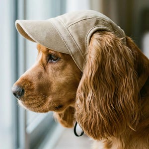 May include: A golden Cocker Spaniel wearing a beige baseball cap. The dog is looking out a window. The cap is made of a sturdy fabric and has a curved brim. The dog's long, wavy ears frame its face.