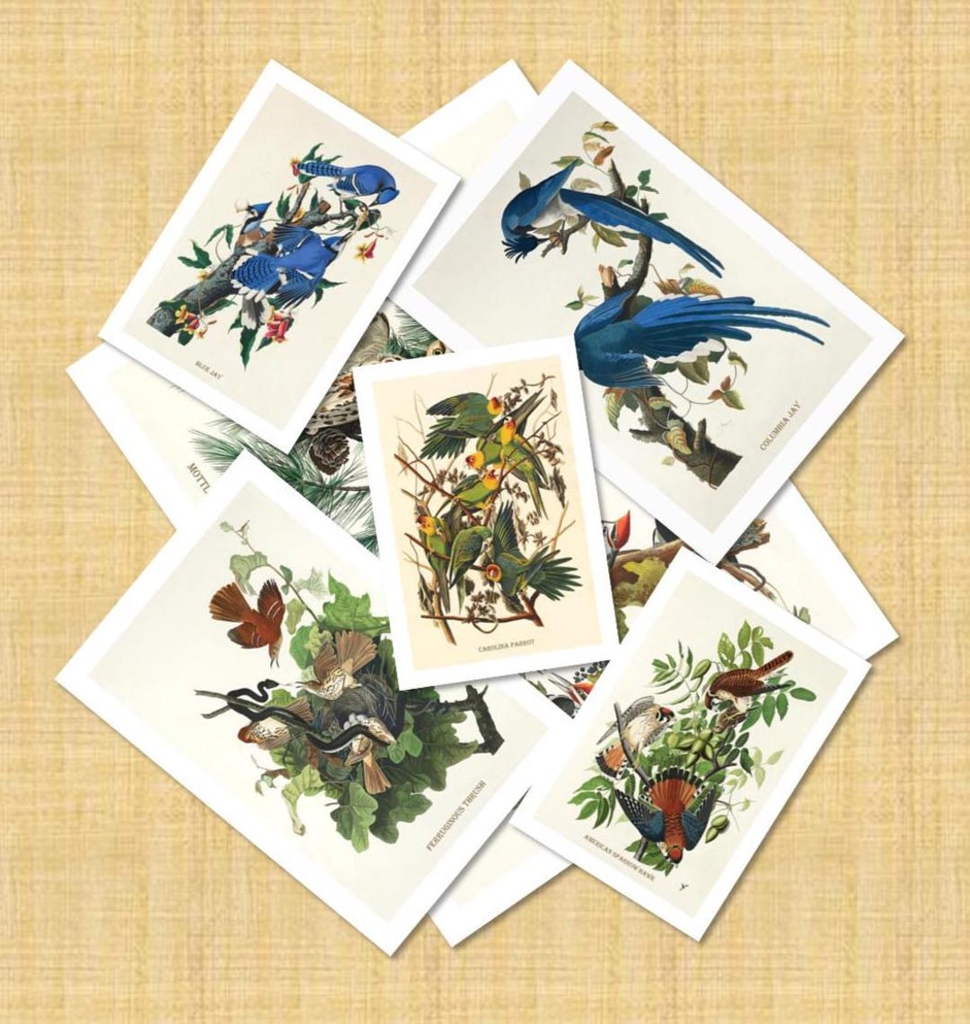 Bird Postcards Set of 12 | Vintage Natural History Illustrations - Etsy