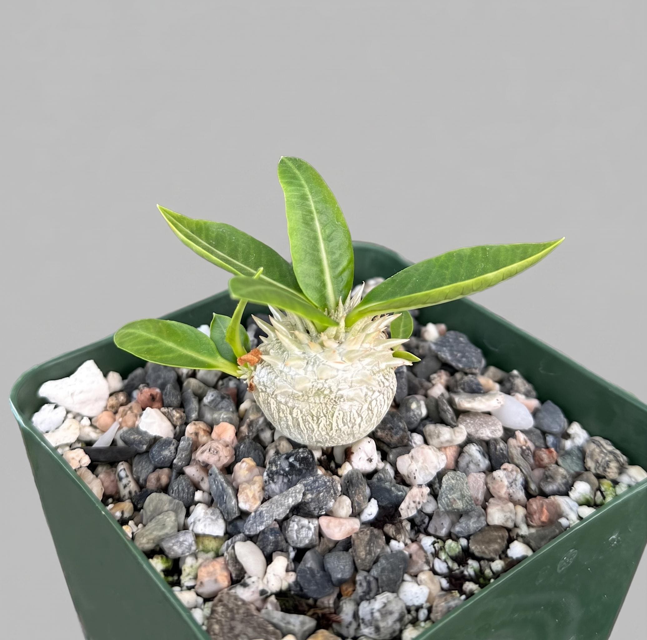 Caudex Plants - Etsy