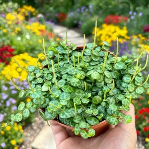 May include: A close-up of a String of Turtles plant in a brown pot. The plant has small, round, green leaves with darker green markings. Several thin, yellow flower stalks extend upwards. The background is a colorful garden with various flowers.