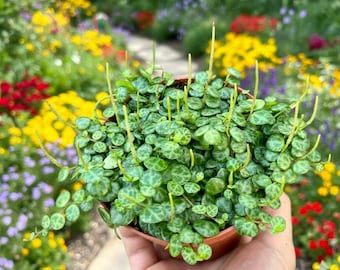 String of Turtles is a trailing succulent plant that serves as a popular choice for home decor, available in pots of 2.5", 4", and 6" sizes.