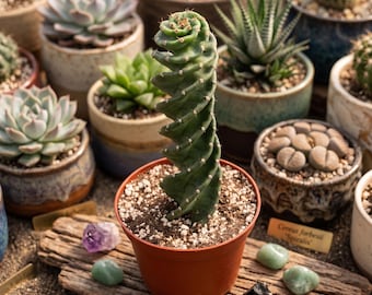 Spiral Cactus, Cereus Forbesii Spiralis, Rare Cactus in 3", 6" pot