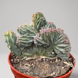 May include: A crested cactus with a blue-green hue and pinkish-tipped ridges, featuring a fan-shaped growth pattern. The plant is potted in a round, orange plastic container filled with dark, textured soil, showcasing a unique, dense structure.