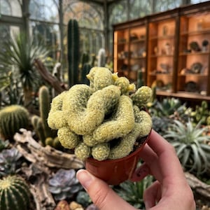May include: A small, potted cactus with a unique, textured appearance. The plant has a light green color and a coiled, almost brain-like shape. The pot is a reddish-brown color. The background includes other cacti and a greenhouse setting.