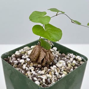 May include: A small caudex plant with a textured, brown, woody base and thin, vining stems featuring heart-shaped, light green leaves. The plant is potted in a square green plastic container filled with a mixture of white and gray perlite soil.
