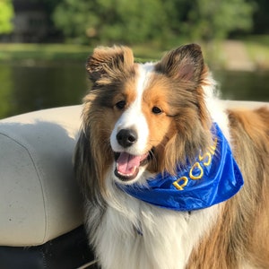 Recycled Sail Pup Bandanas
