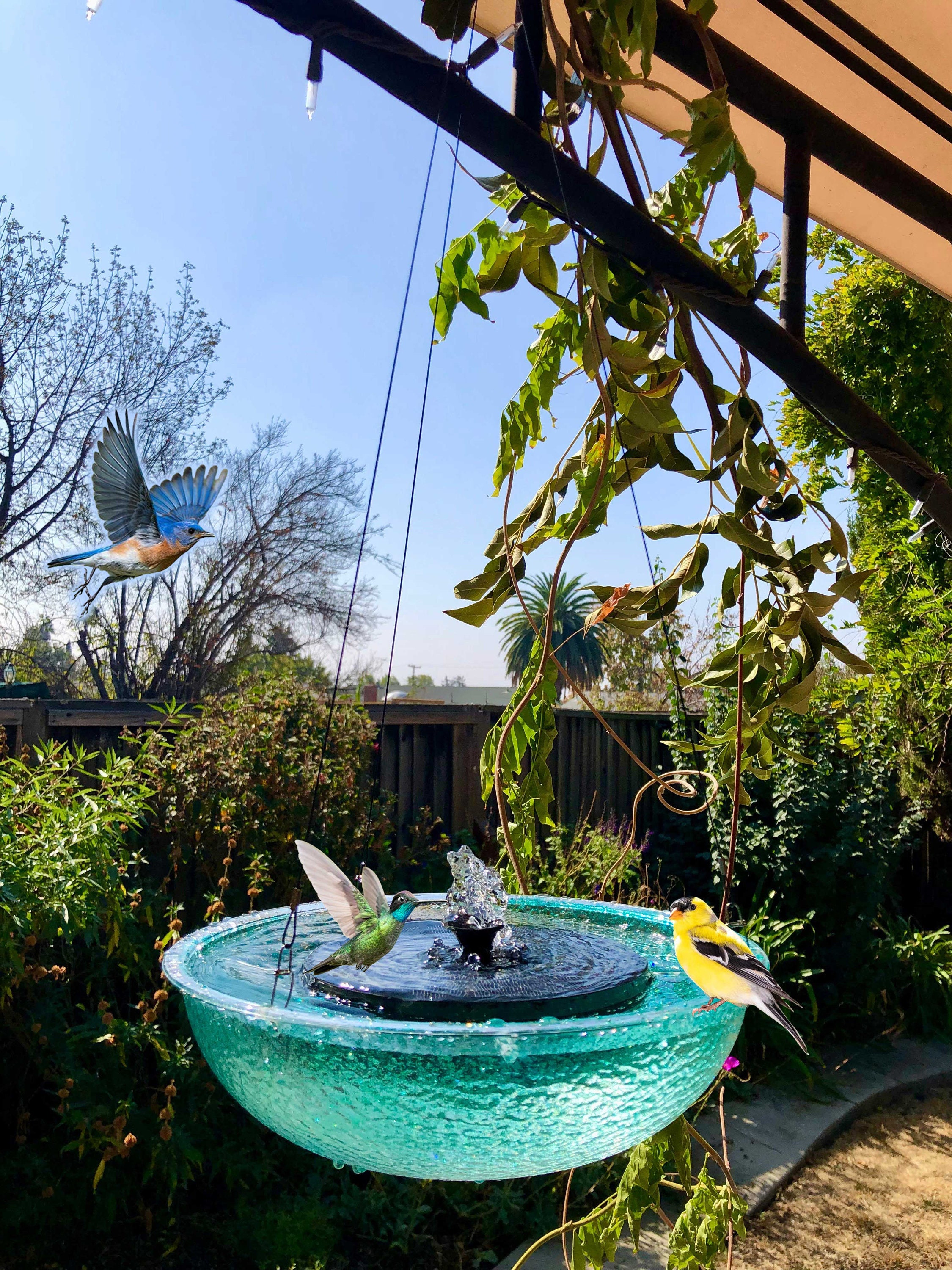 Pet bird bath clearance fountain