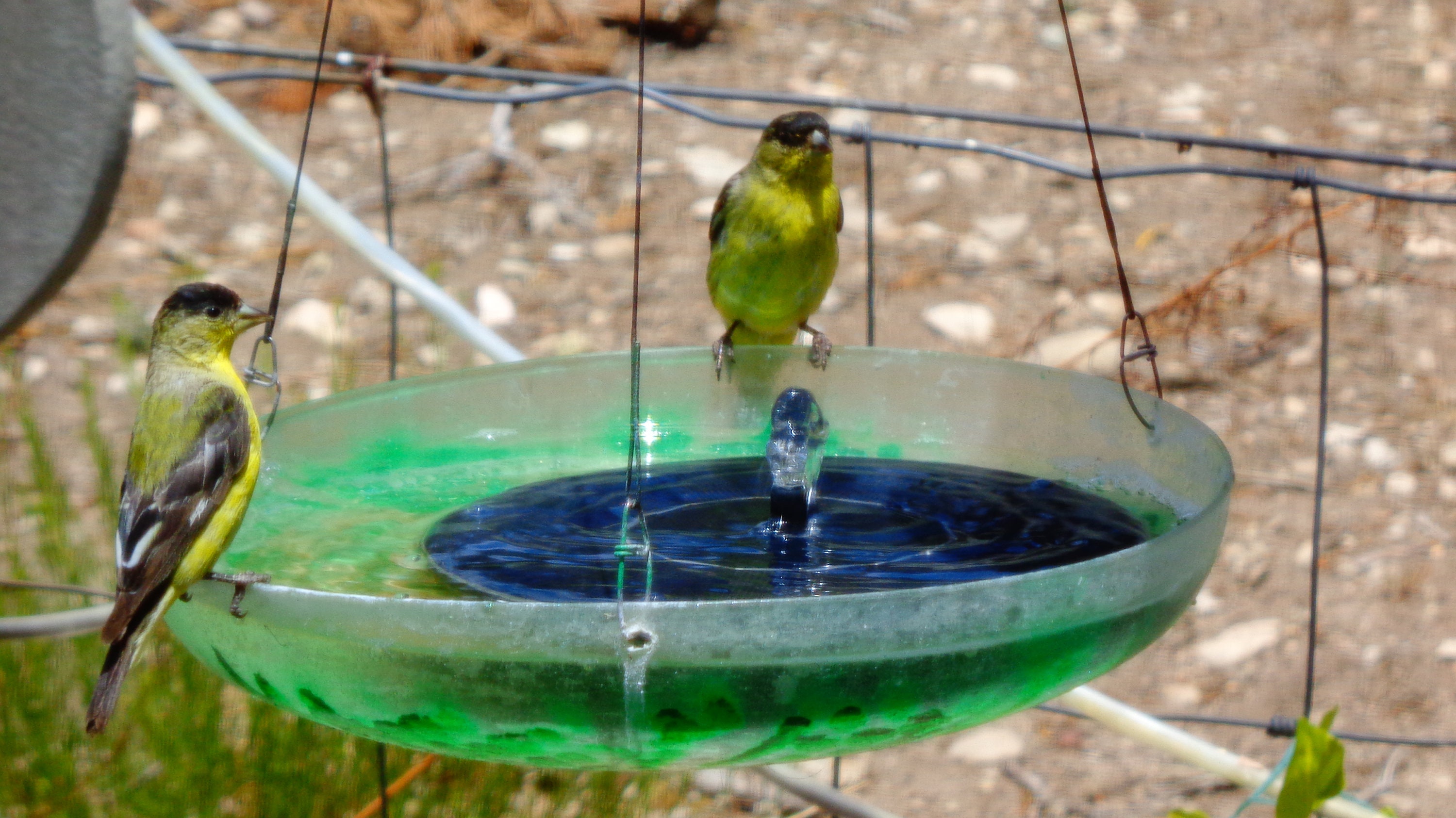 Solar Water Fountain Bubbler for use hanging or on a picnic Etsy