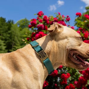 Personalized Dog Collar, Leather Pet Collars, Dog Accessories, Brass Hardware Opal Green
