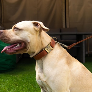 May include: A tan dog wearing a brown leather collar with a gold-toned metal buckle. The buckle is engraved with the name DUKE and a phone number. A matching brown leather leash is attached to the collar by a gold-toned metal swivel snap hook.
