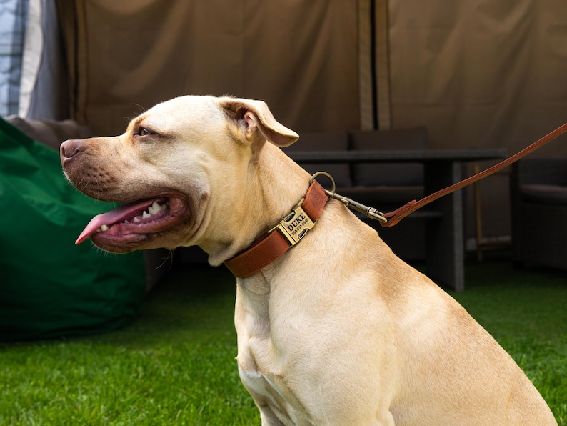 May include: A tan dog wearing a brown leather collar with a gold-toned metal buckle. The buckle is engraved with the name DUKE and a phone number. A matching brown leather leash is attached to the collar by a gold-toned metal swivel snap hook.