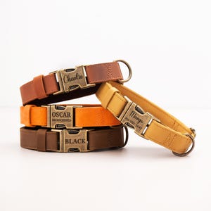 May include: Four leather pet collars in shades of brown, orange, and yellow, each featuring a metallic buckle engraved with names like Charlie, Oscar, and Mango, along with contact information or the word microchipped on the front surface.