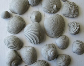 Concrete Sea Shell Ornaments - Cast Concrete Sea Shells for Garden Ornaments, Plant Stones, Beach Bungalow Décor