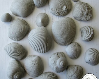 Concrete Sea Shell Ornaments - Cast Concrete Sea Shells for Garden Ornaments, Plant Stones, Beach Bungalow Décor