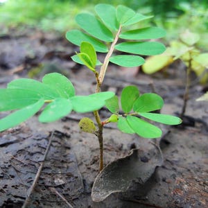 Puede incluir: Una peque&ntilde;a planta verde con hojas compuestas que presentan m&uacute;ltiples fol&iacute;olos ovalados que crecen desde un tallo fino y marr&oacute;n. La planta tiene un tallo central con pares de hojas sim&eacute;tricas y un peque&ntilde;o brote verde claro en la base.