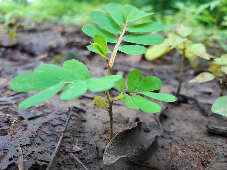Puede incluir: Una peque&ntilde;a planta verde con hojas compuestas que presentan m&uacute;ltiples fol&iacute;olos ovalados que crecen desde un tallo fino y marr&oacute;n. La planta tiene un tallo central con pares de hojas sim&eacute;tricas y un peque&ntilde;o brote verde claro en la base.