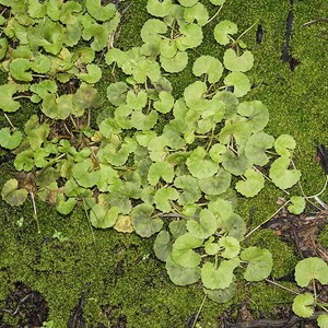 50-100 semillas de Gotu Kola, Centella Asiática, Pennywort Asiática, Pennywort India, Brahmi, semillas de hierbas imagen 4
