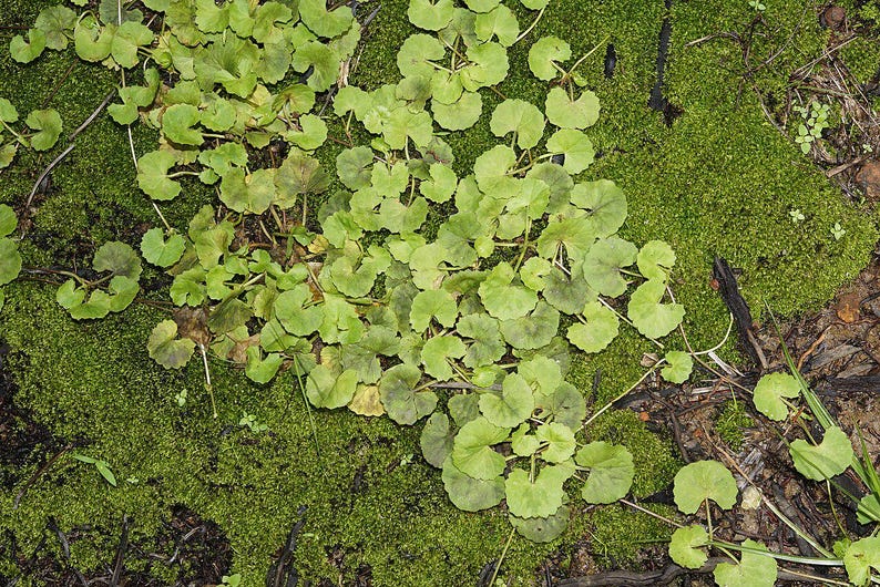 50-100 semillas de Gotu Kola, Centella Asiática, Pennywort Asiática, Pennywort India, Brahmi, semillas de hierbas imagen 4