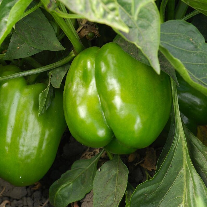 Más de 20 semillas de pimiento verde dulce, Capsicum annuum, pimiento verde, pimiento dulce suave. imagen 3