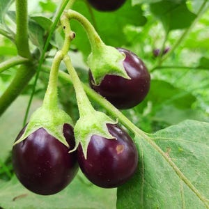 May include: Several small, round, deep purple aubergines hang from a green plant stem. Each aubergine features a light green, star-shaped calyx at the top. The plant has large, textured green leaves that surround the glossy, dark purple fruits.