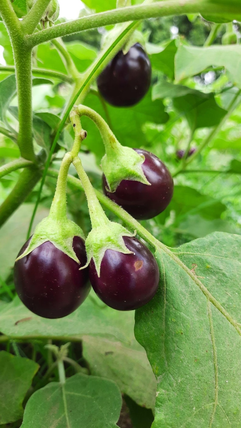 May include: Several small, round, deep purple aubergines hang from a green plant stem. Each aubergine features a light green, star-shaped calyx at the top. The plant has large, textured green leaves that surround the glossy, dark purple fruits.