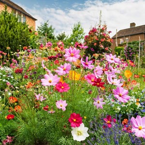 K&ouml;nnte beinhalten: Ein lebendiges Blumenbeet mit einer Vielzahl bl&uuml;hender Pflanzen, darunter rosa, magentafarbene und wei&szlig;e Kosmeen, orangefarbener Mohn und violetter Lavendel, vor einer Kulisse aus gr&uuml;nem Blattwerk, Backsteingeb&auml;uden und einem blau-wei&szlig;en Himmel.