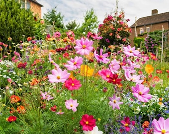 Más de 100 semillas de flores de cosmos, Cosmos bipinnatus, cosmos de colores variados, flores rosas y blancas, jardín rústico, semillas para polinizadores y flores cortadas.